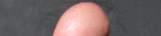 Illustration for article titled All 8 Glorious Inches Of Purebred American Cock...Ranked